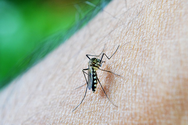 Qué les atrae a los mosquitos para picar en verano